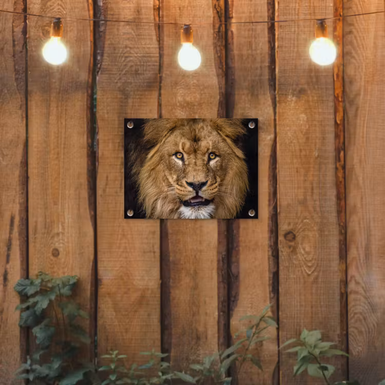 Leeuw - Portret - Zwart - Dieren tuinposter los doek klein -sfeer1