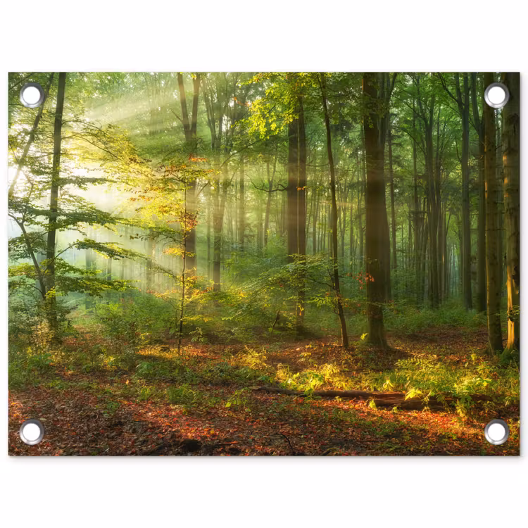 Ochtendlicht in het bos tuinposter los doek klein -3d