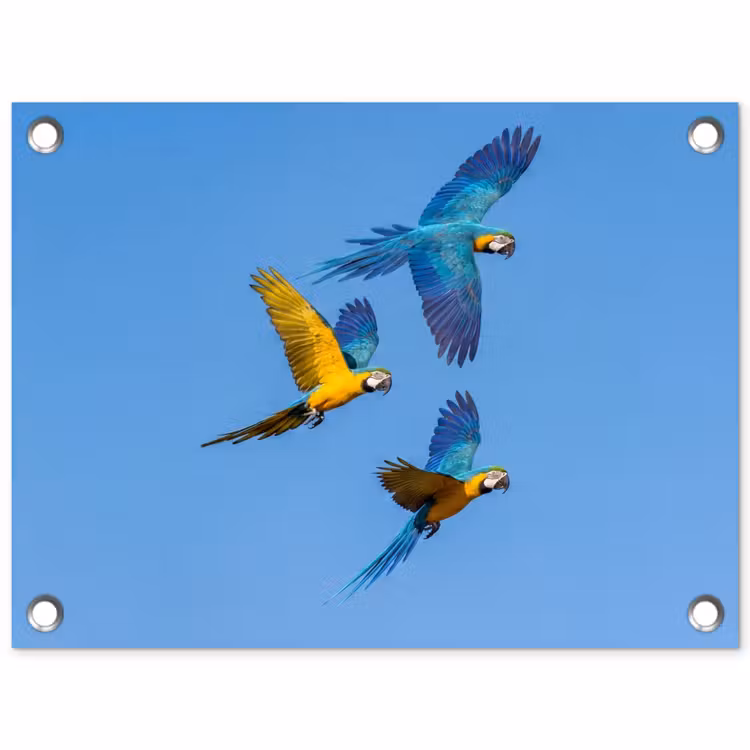 Papagaai - Vliegen - Blauw - Geel tuinposter los doek klein -3d