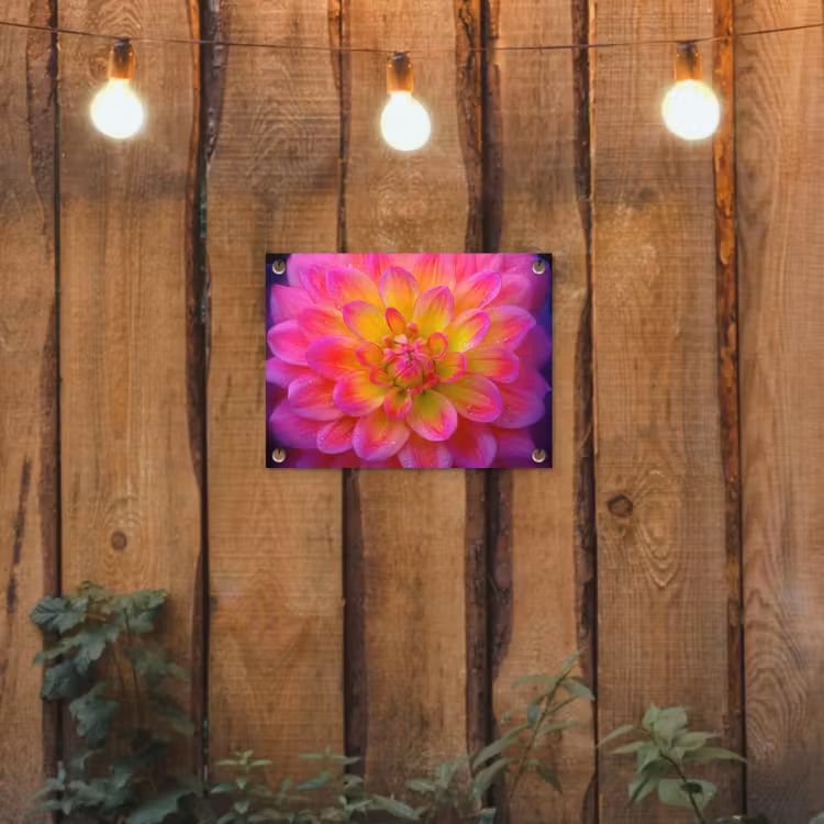 Roze - Dahlia - Kleurrijk tuinposter los doek klein -sfeer1