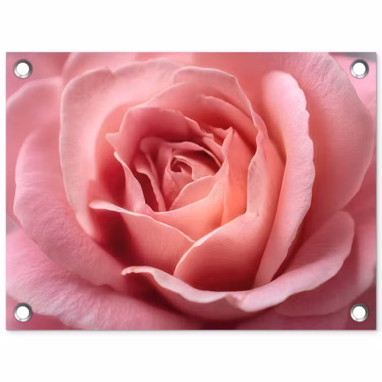 Roze - Roos - Romantisch tuinposter los doek klein -3d