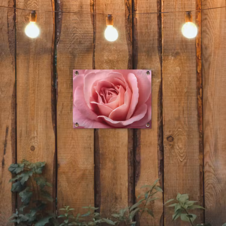 Roze - Roos - Romantisch tuinposter los doek klein -sfeer1
