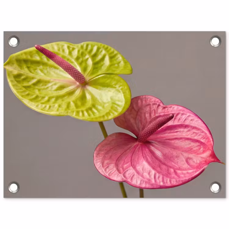 Planten - Anthurium - Groen - Roze tuinposter los doek klein -3d