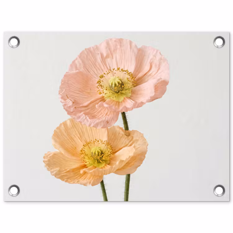 Papavers - Botanisch - Roze tuinposter los doek klein -3d