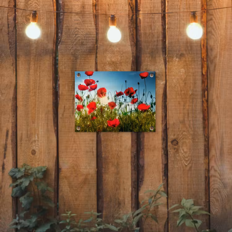 Klaprozen in ochtendlicht tuinposter los doek klein -sfeer1