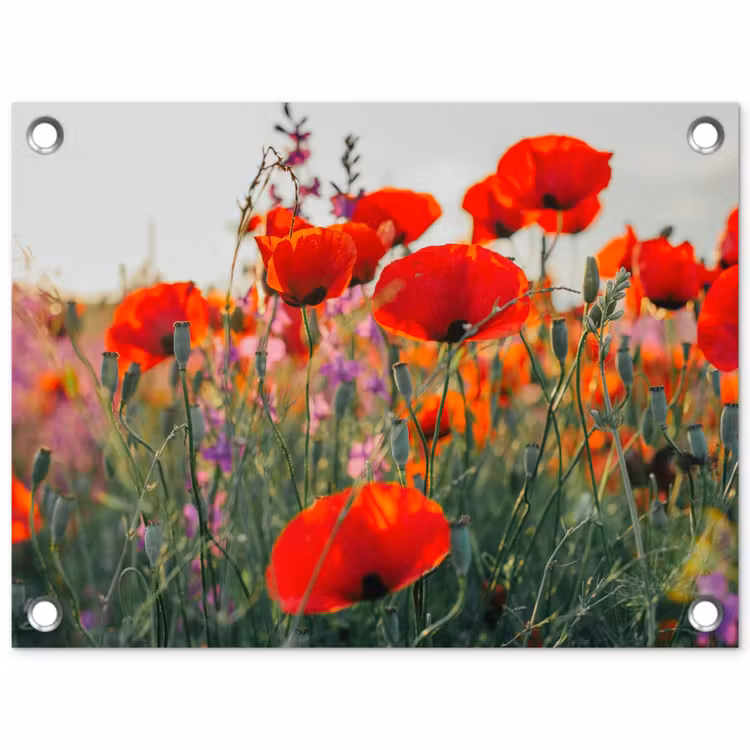 Klaproos - Bloemen - Rood - Paars - Weide tuinposter los doek klein -3d