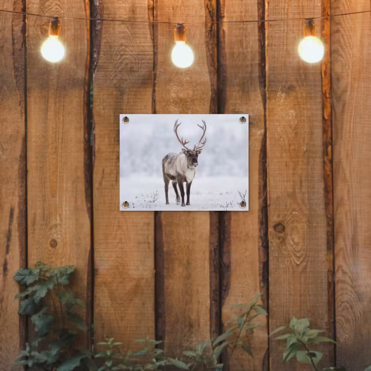Rendier - Gewei - Toendra - Sneeuw - Wild tuinposter los doek klein -sfeer1