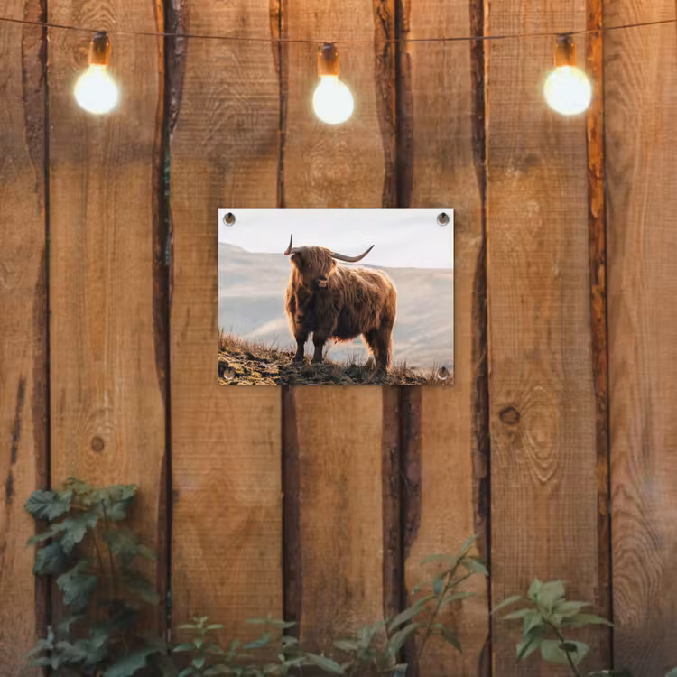 Schotse hooglander - Dieren - Landelijk - Landschap - Koe - Natuur tuinposter los doek klein -sfeer1