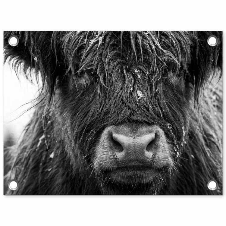 Schotse hooglander - Zwart - Wit - Sneeuwvlokken tuinposter los doek klein -3d