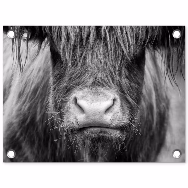 Schotse hooglander - Koe - Zwart - Wit - Dieren tuinposter los doek klein -3d