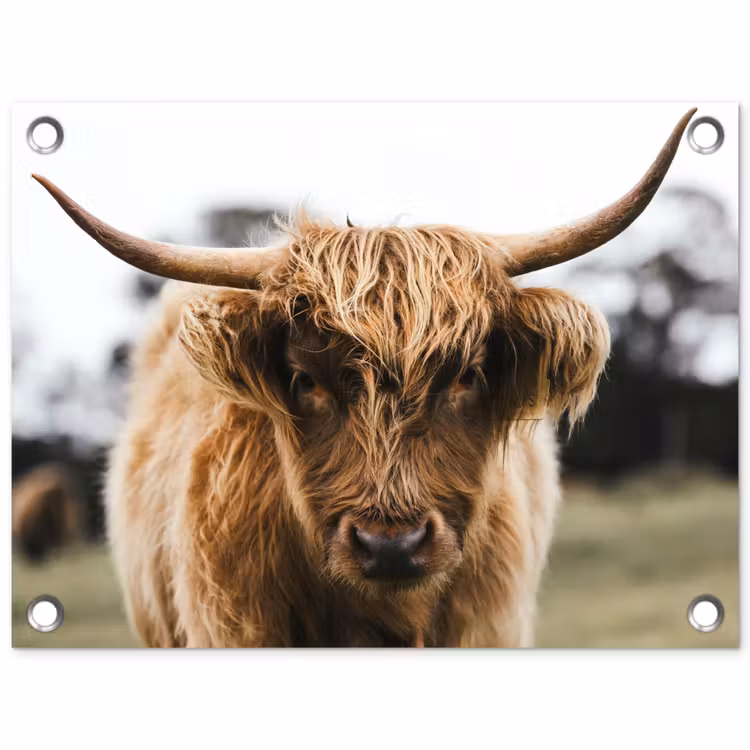 Schotse Hooglander - Koe - Gras - Dieren - Natuur tuinposter los doek klein -3d
