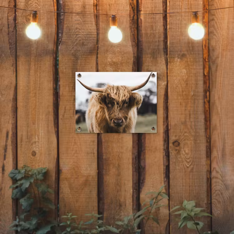 Schotse Hooglander - Koe - Gras - Dieren - Natuur tuinposter los doek klein -sfeer1