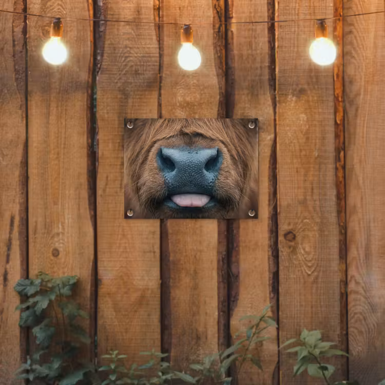 Schotse hooglander - Neus - Bruin tuinposter los doek klein -sfeer1
