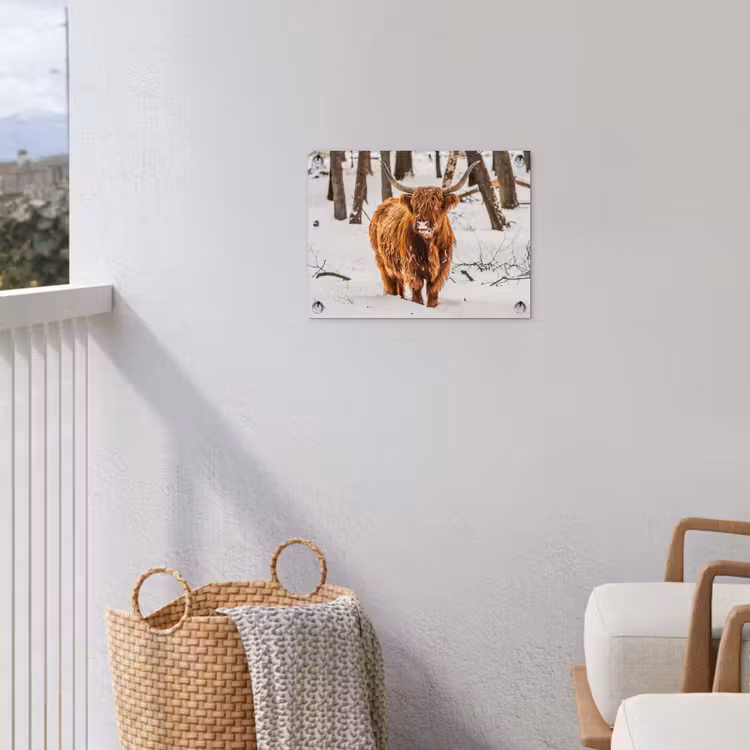 Schotse Hooglander - Sneeuw - Winter - Natuur - Dieren tuinposter los doek klein -sfeer8
