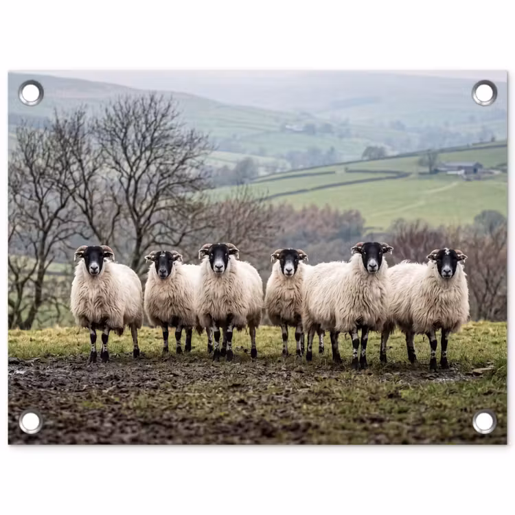 Schapen - Rij - Weide - Dieren - Platteland tuinposter los doek klein -3d