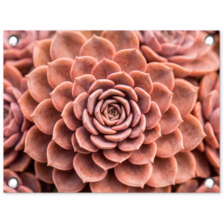 Vetplant - Organisch - Roze tuinposter los doek klein -3d
