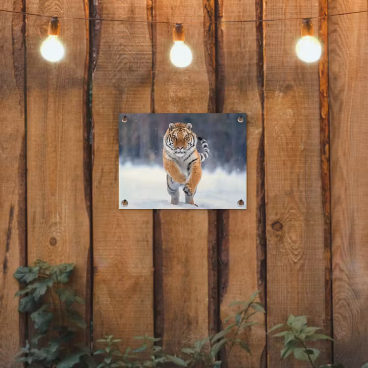 Tijger - Landschap - Sneeuw - Winter - Dieren tuinposter los doek klein -sfeer1