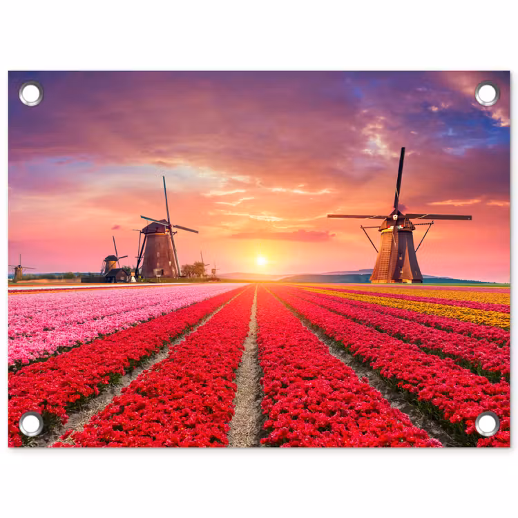 Tulpenvelden met windmolens bij zonsondergang tuinposter los doek klein -3d