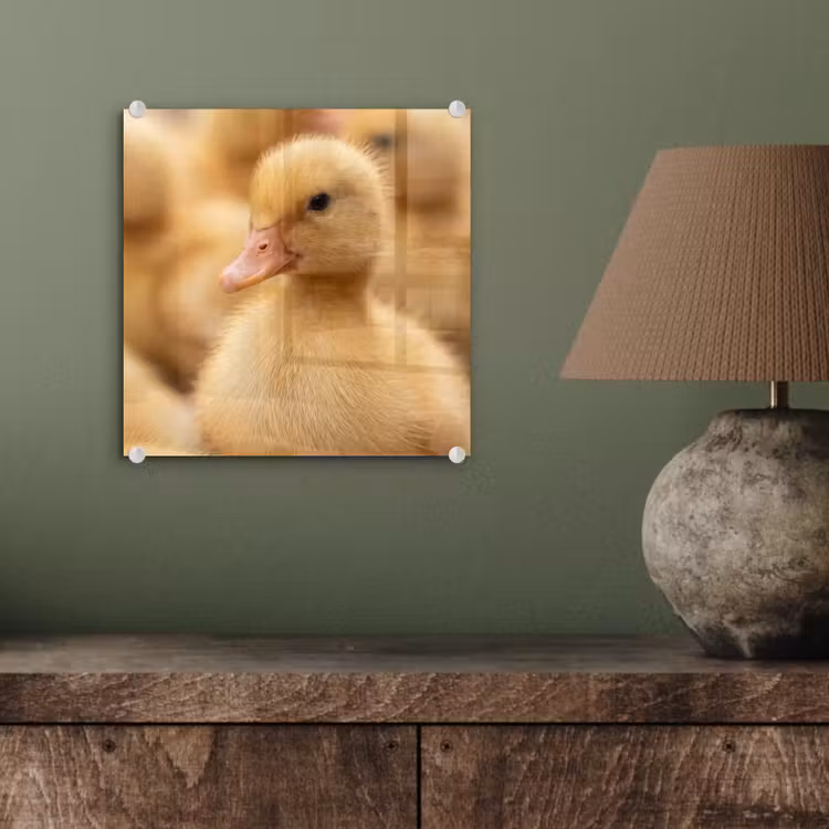 Pijltje - Eend - Natuur - Geel plexiglas 5mm klein -sfeer3