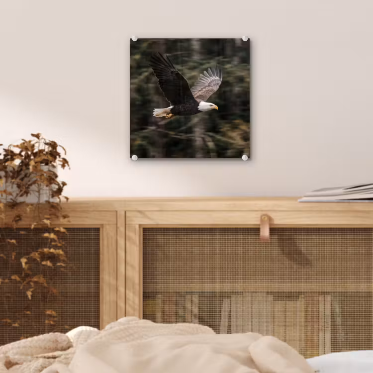Zeearend - Vliegen - Bos - Natuur plexiglas 5mm klein -sfeer4
