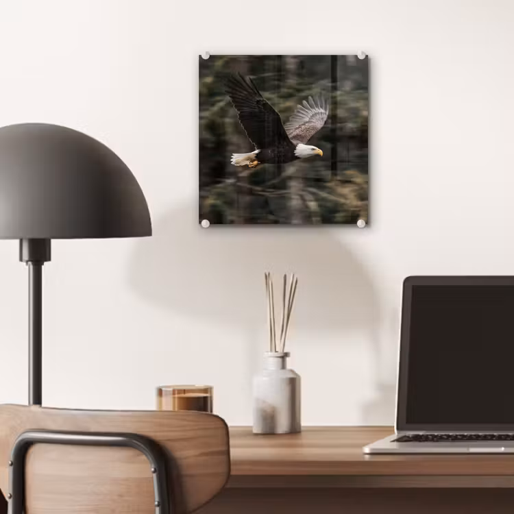 Zeearend - Vliegen - Bos - Natuur plexiglas 5mm klein -sfeer6