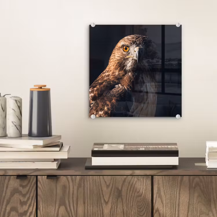 Roofvogel - Buizerd - Bruin plexiglas 5mm klein -sfeer1