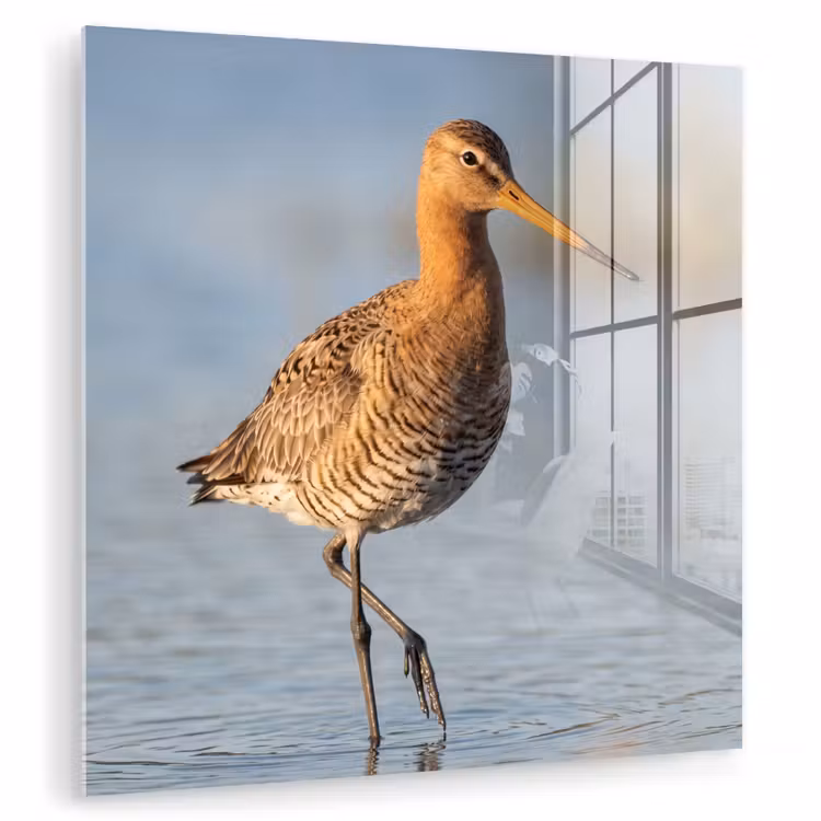 Vogel - Steltloper - Water - Natuur plexiglas 5mm klein -zzzproduct_nieuw