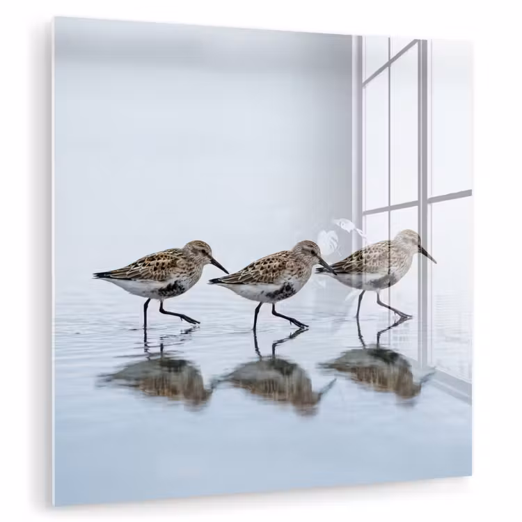 Vogels - Water - Grijs plexiglas 5mm klein -zzzproduct_nieuw