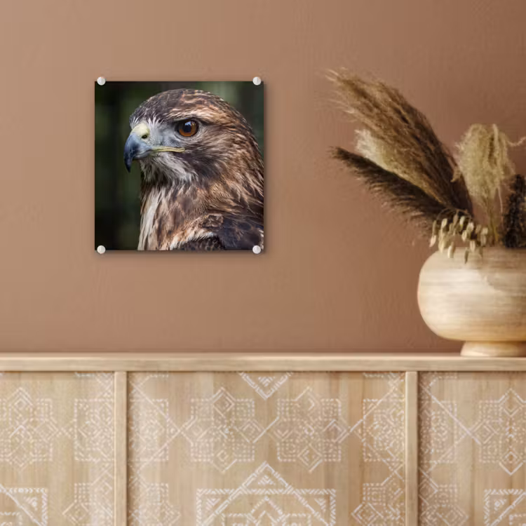 Buizerd - Roofvogel - Natuur - Bruin plexiglas 5mm klein -sfeer5