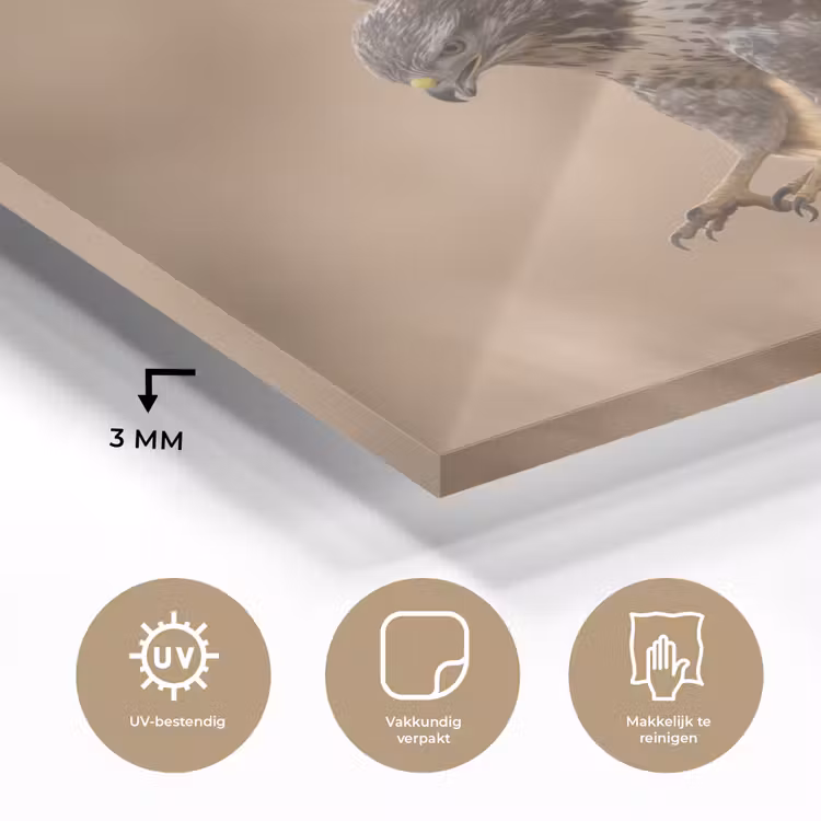 Buizerd - Roofvogel - Natuur - Bruin plexiglas 5mm klein -sfeer2