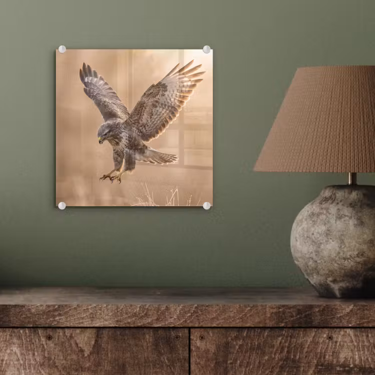 Buizerd - Roofvogel - Natuur - Bruin plexiglas 5mm klein -sfeer3