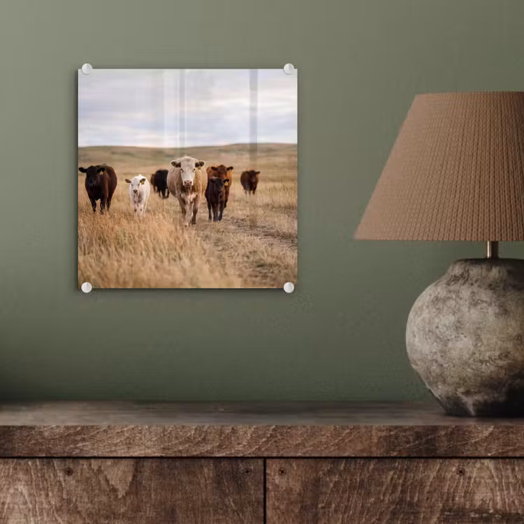 Runderen - Kudde - Landschap - Weide - Rustig plexiglas 5mm klein -sfeer3