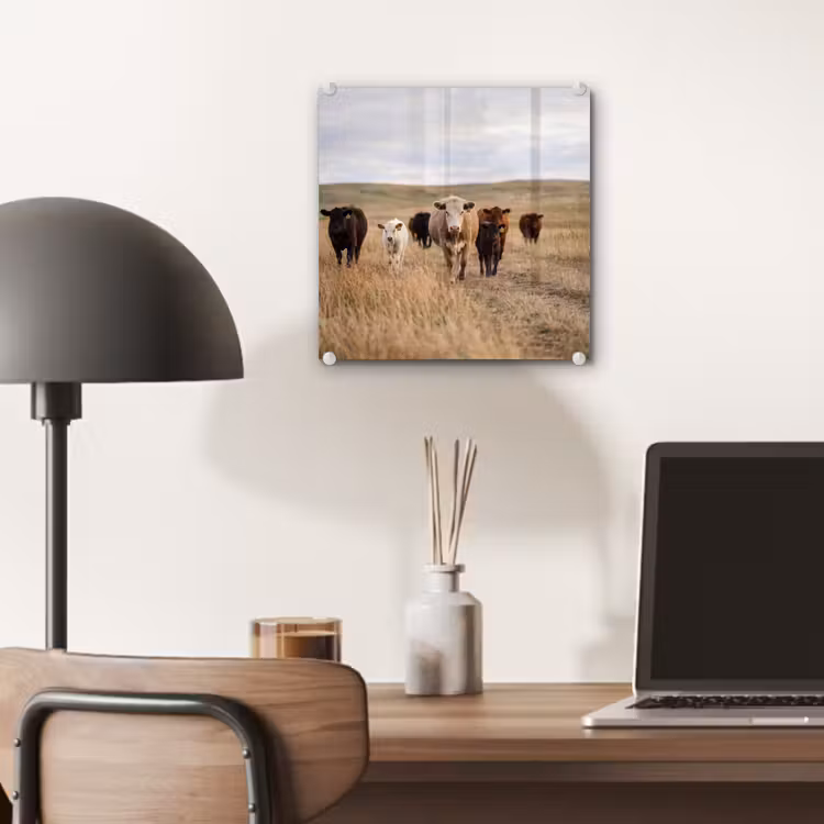 Runderen - Kudde - Landschap - Weide - Rustig plexiglas 5mm klein -sfeer6