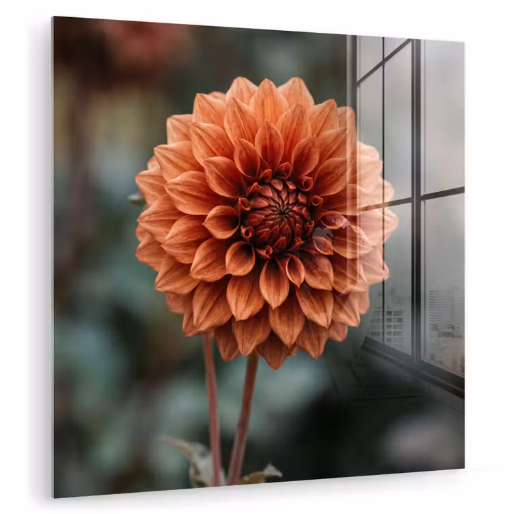 Dahlia - Bloem - Natuur - Sfeervol plexiglas 5mm klein -zzzproduct_nieuw