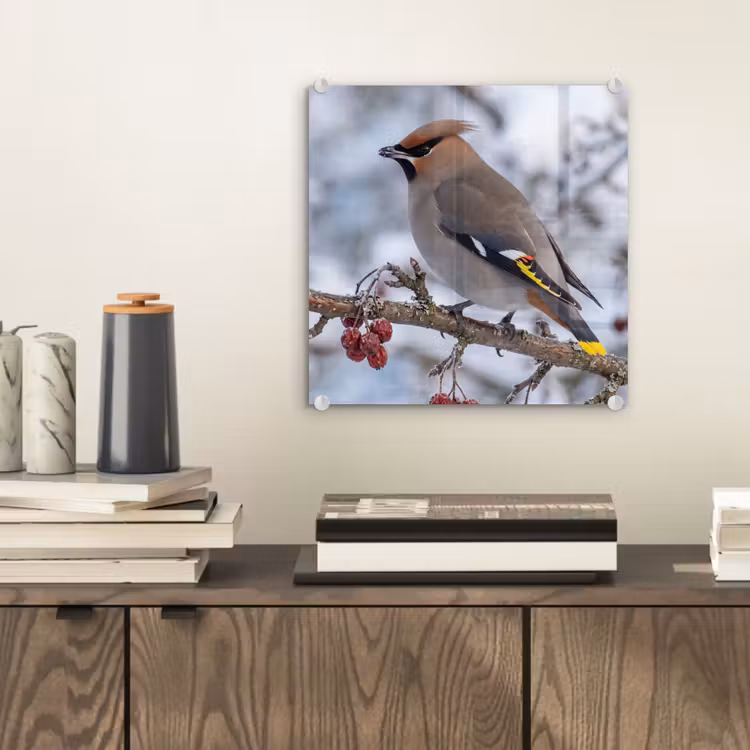 Pestvogel - Bessen - Winter - Natuur plexiglas 5mm klein -sfeer1