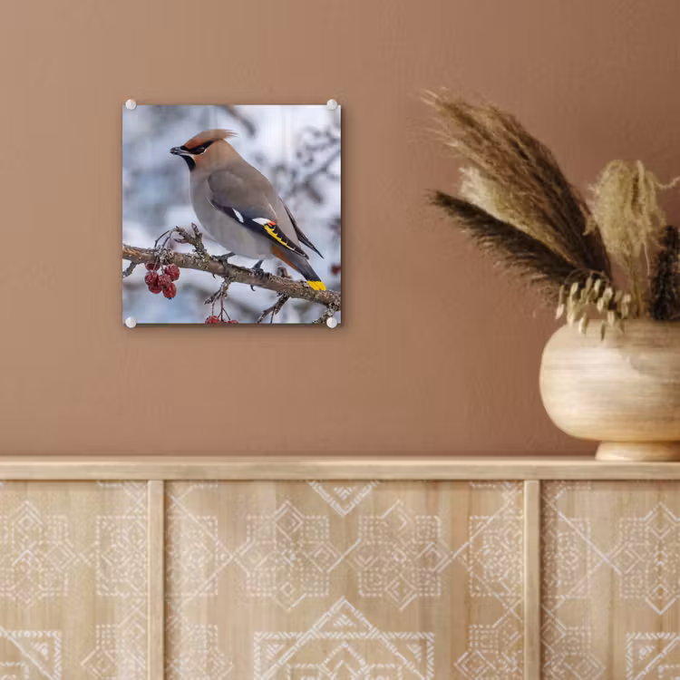 Pestvogel - Bessen - Winter - Natuur plexiglas 5mm klein -sfeer5