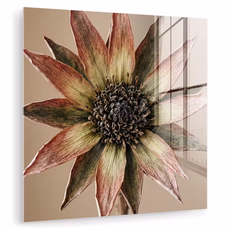 Droogbloem - Protea - Vintage - Beige - Rustiek plexiglas 5mm klein -zzzproduct_nieuw