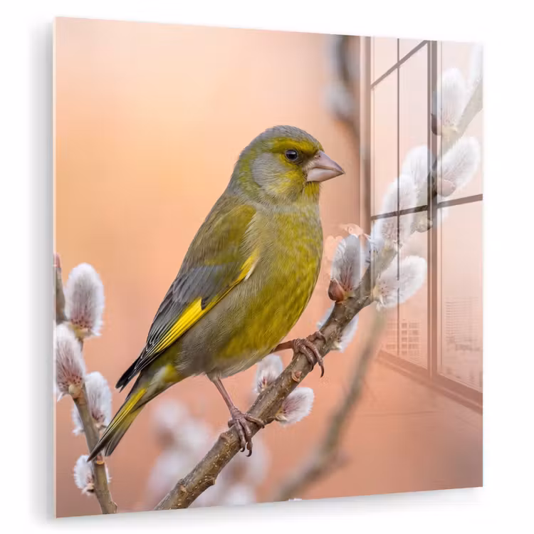 Groenling - Katjes - Lente - Natuur - Zacht plexiglas 5mm klein -zzzproduct_nieuw