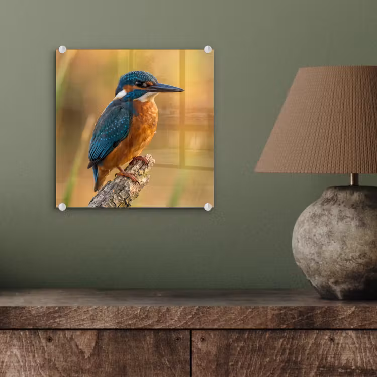 IJsvogel - Tak - Water - Kleurrijk - Levendig plexiglas 5mm klein -sfeer3