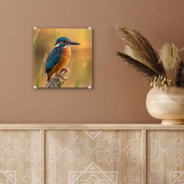 IJsvogel - Tak - Water - Kleurrijk - Levendig plexiglas 5mm klein -sfeer5