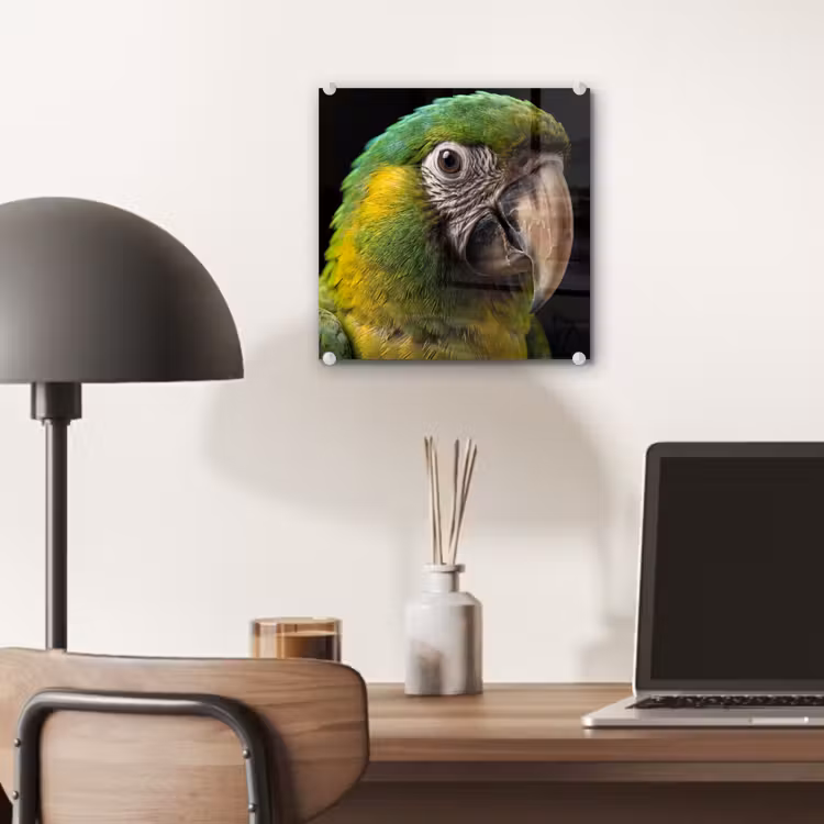 Ara - Portret - Groen plexiglas 5mm klein -sfeer6