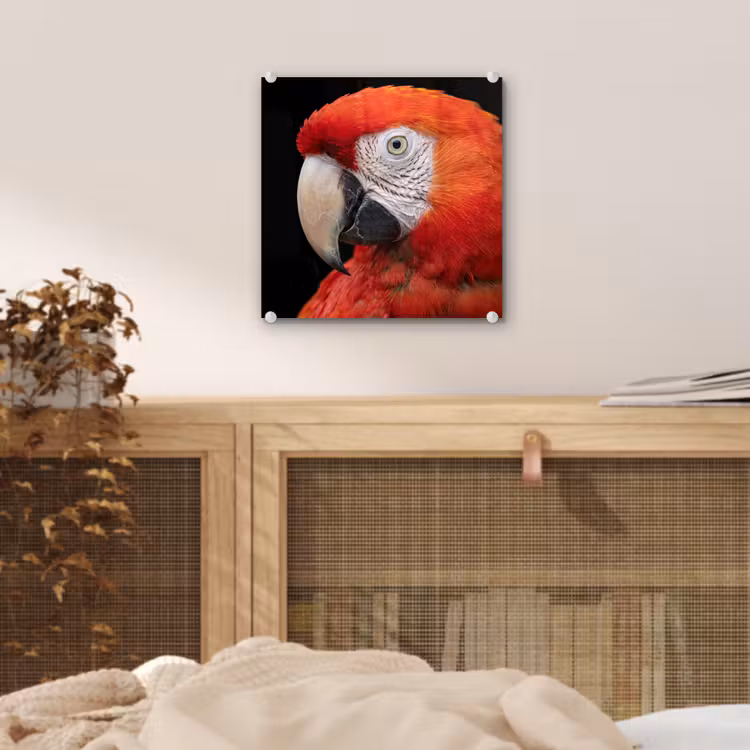 Ara - Portret - Rood plexiglas 5mm klein -sfeer4