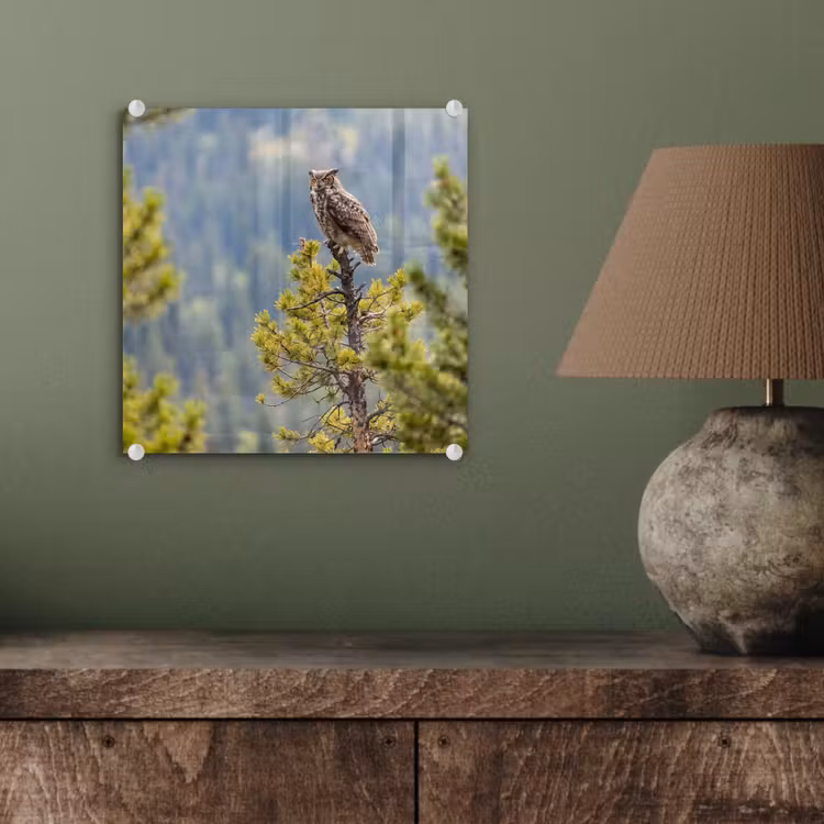 Uil - Oehoe - Bomen - Natuur plexiglas 5mm klein -sfeer3