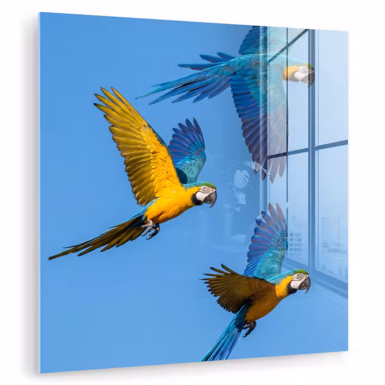 Papagaai - Vliegen - Blauw - Geel plexiglas 5mm klein -zzzproduct_nieuw