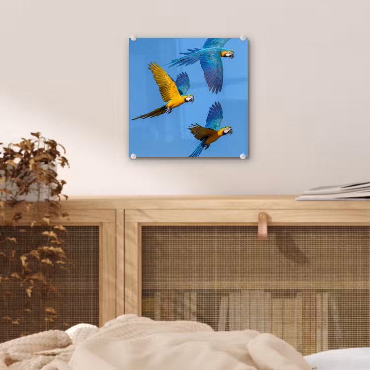 Papagaai - Vliegen - Blauw - Geel plexiglas 5mm klein -sfeer4