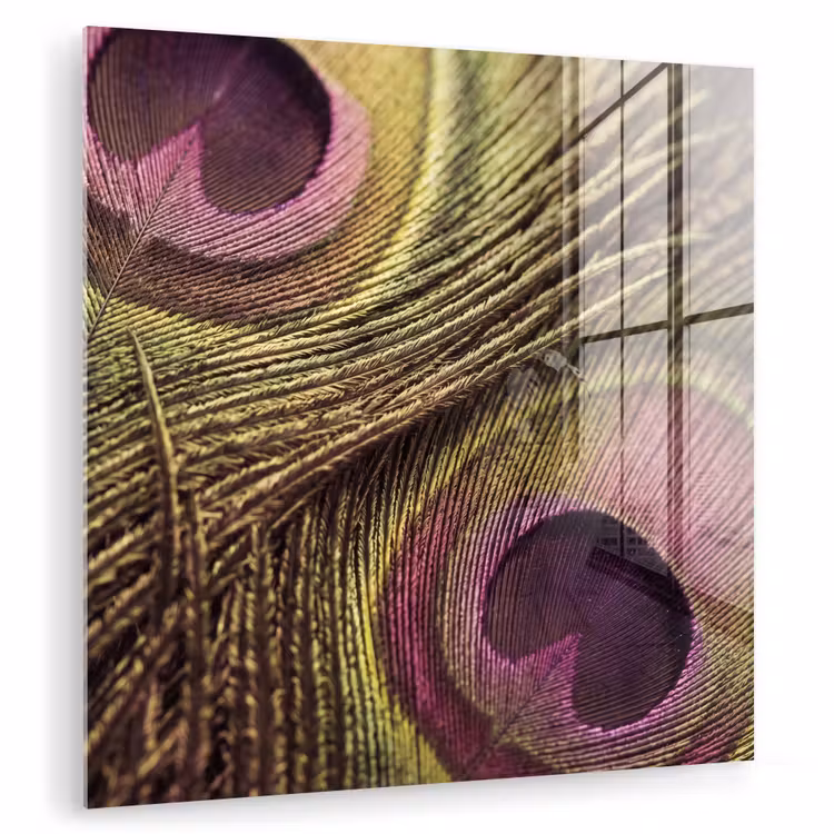 Pauw - Veren - Paars - Groen plexiglas 5mm klein -zzzproduct_nieuw