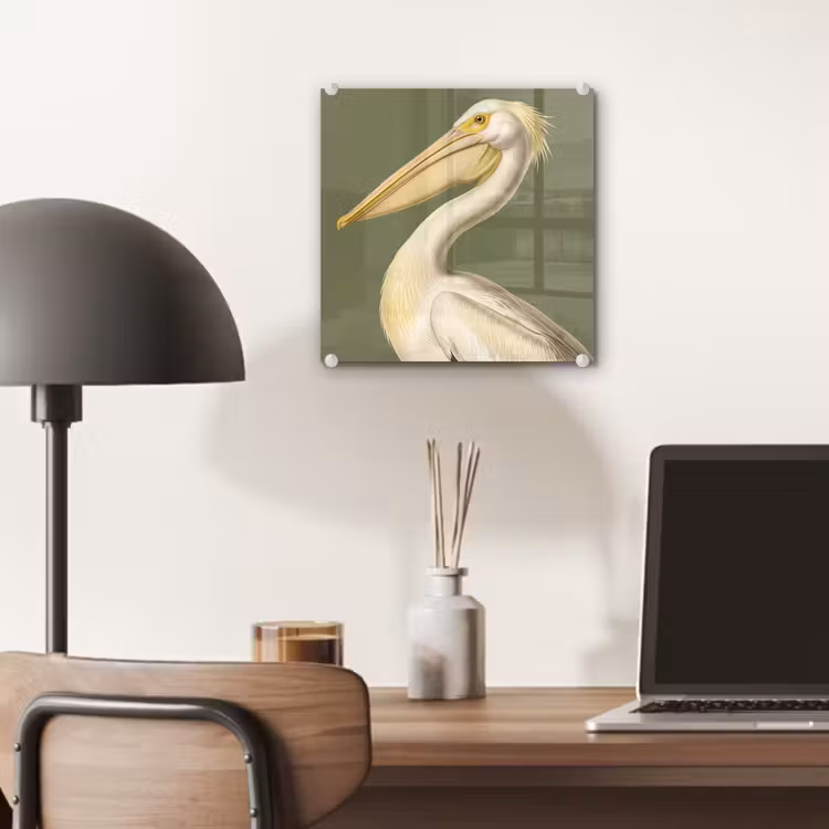 Pelikaan - Wit - Vogel - Klassiek - Natuur plexiglas 5mm klein -sfeer6