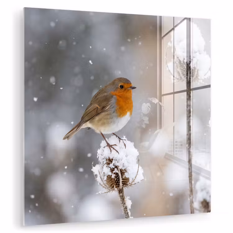 Roodborstje - Gedroogde bloem - Sneeuw - Winter - Vertederend plexiglas 5mm klein -zzzproduct_nieuw