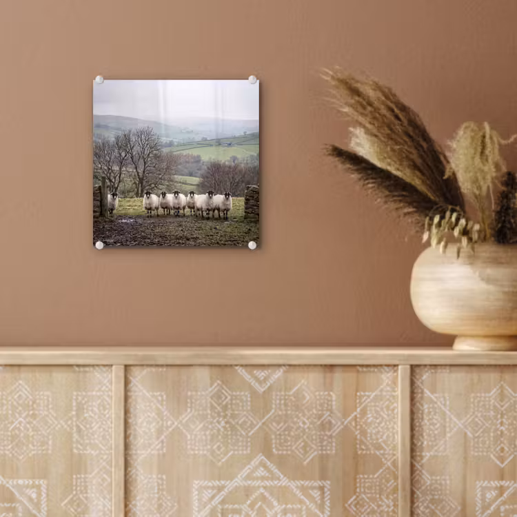 Schapen - Rij - Weide - Dieren - Platteland plexiglas 5mm klein -sfeer5