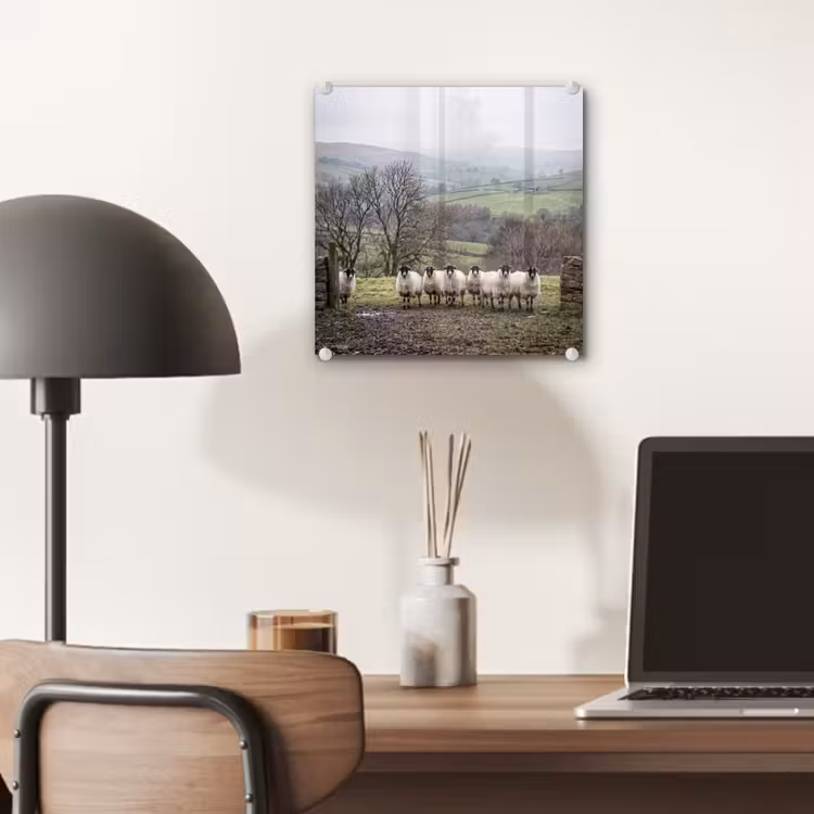 Schapen - Rij - Weide - Dieren - Platteland plexiglas 5mm klein -sfeer6
